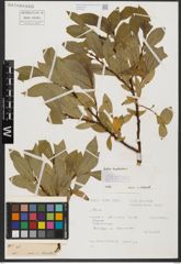 Foto von Salix hastata L.